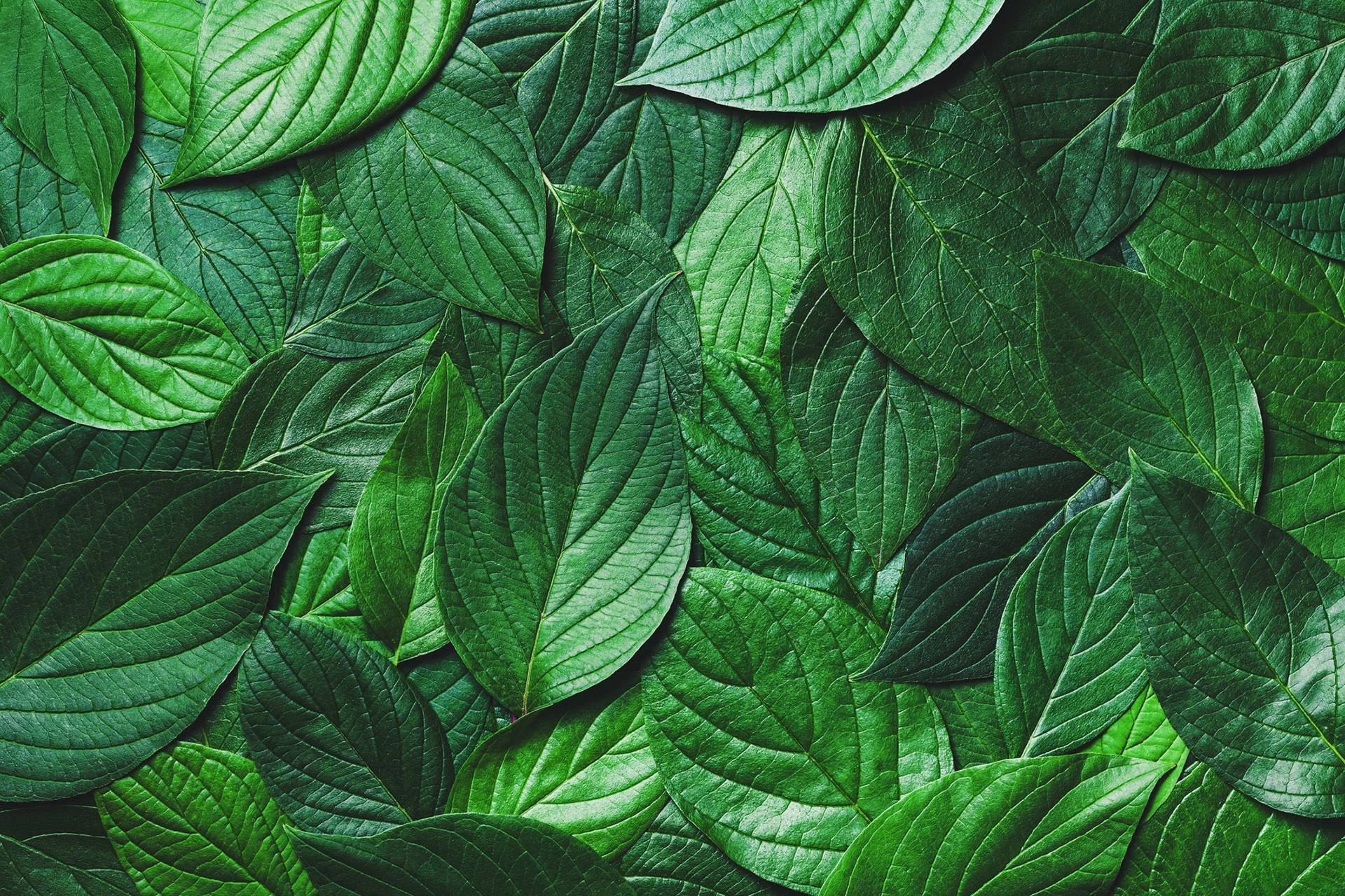 Close-up of layered green leaves with prominent veins.
